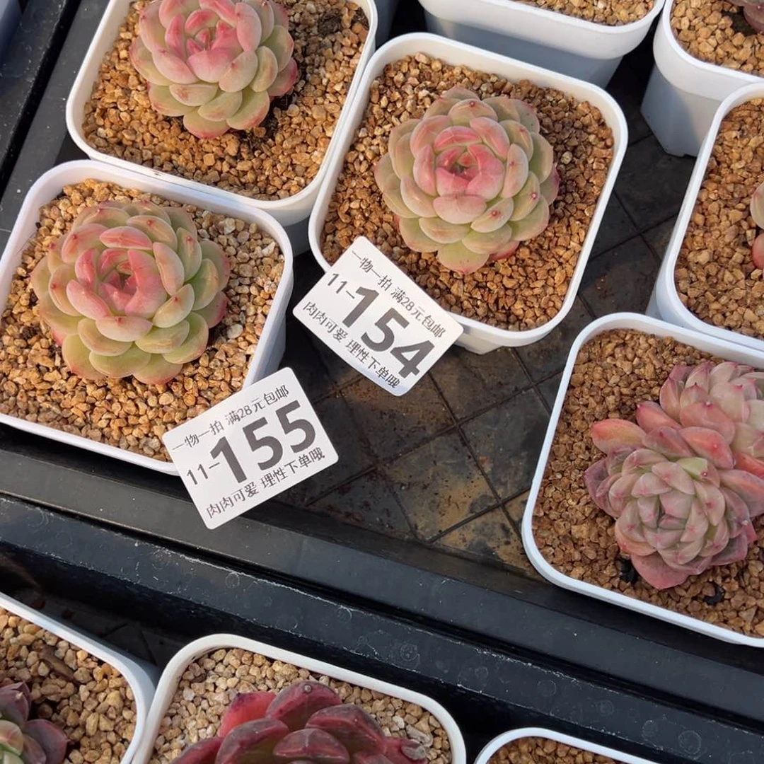 十*琴心多肉多肉多肉多肉