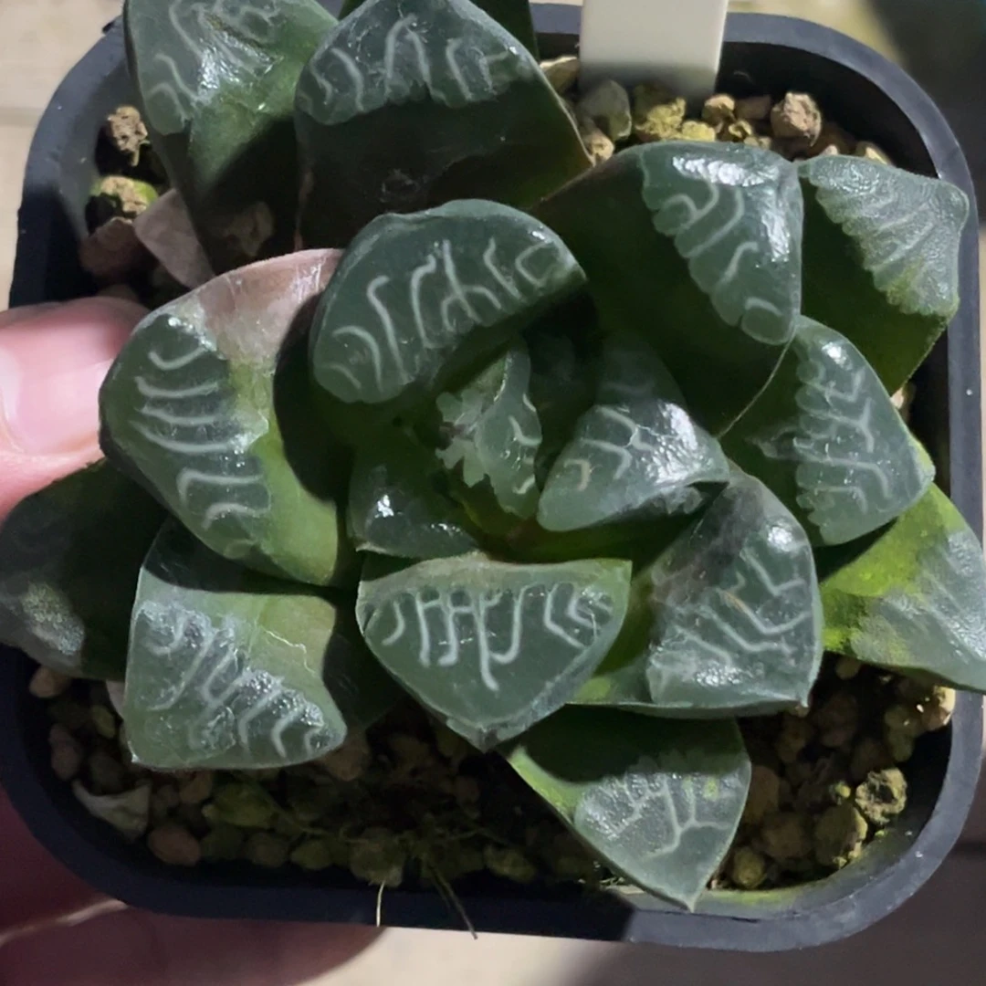 三*猫434背窗克发发发发发发