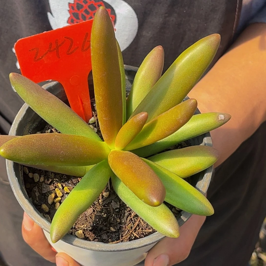 2426号上午多肉植物群生多肉植物