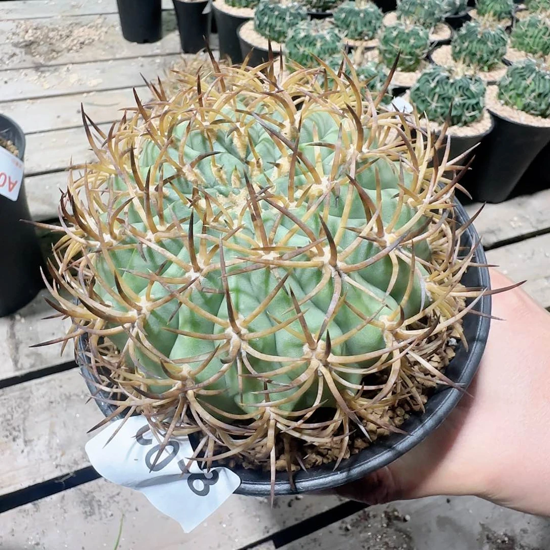 伍佰津玉 自根仙人球078