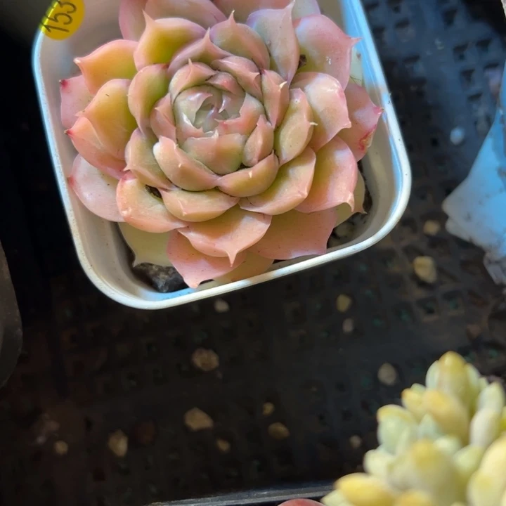 幸运的是我还没遇到过这样