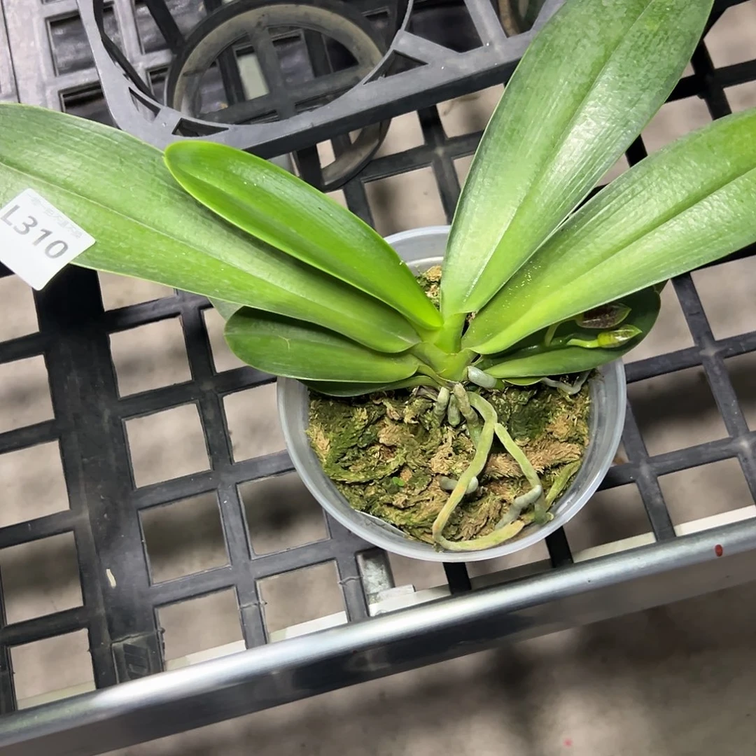 完全开放l310大花路德