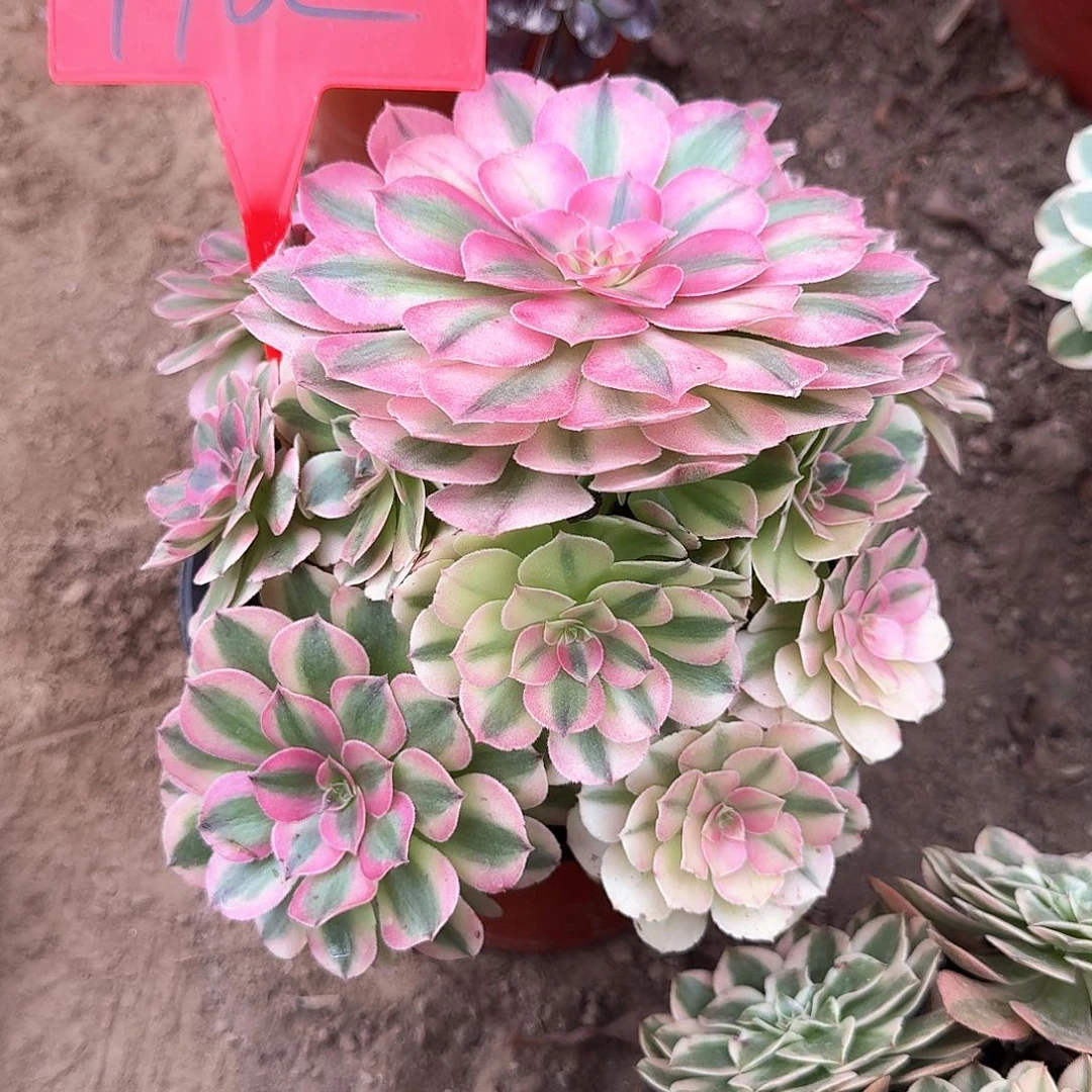 4162倾城多肉法师铭文