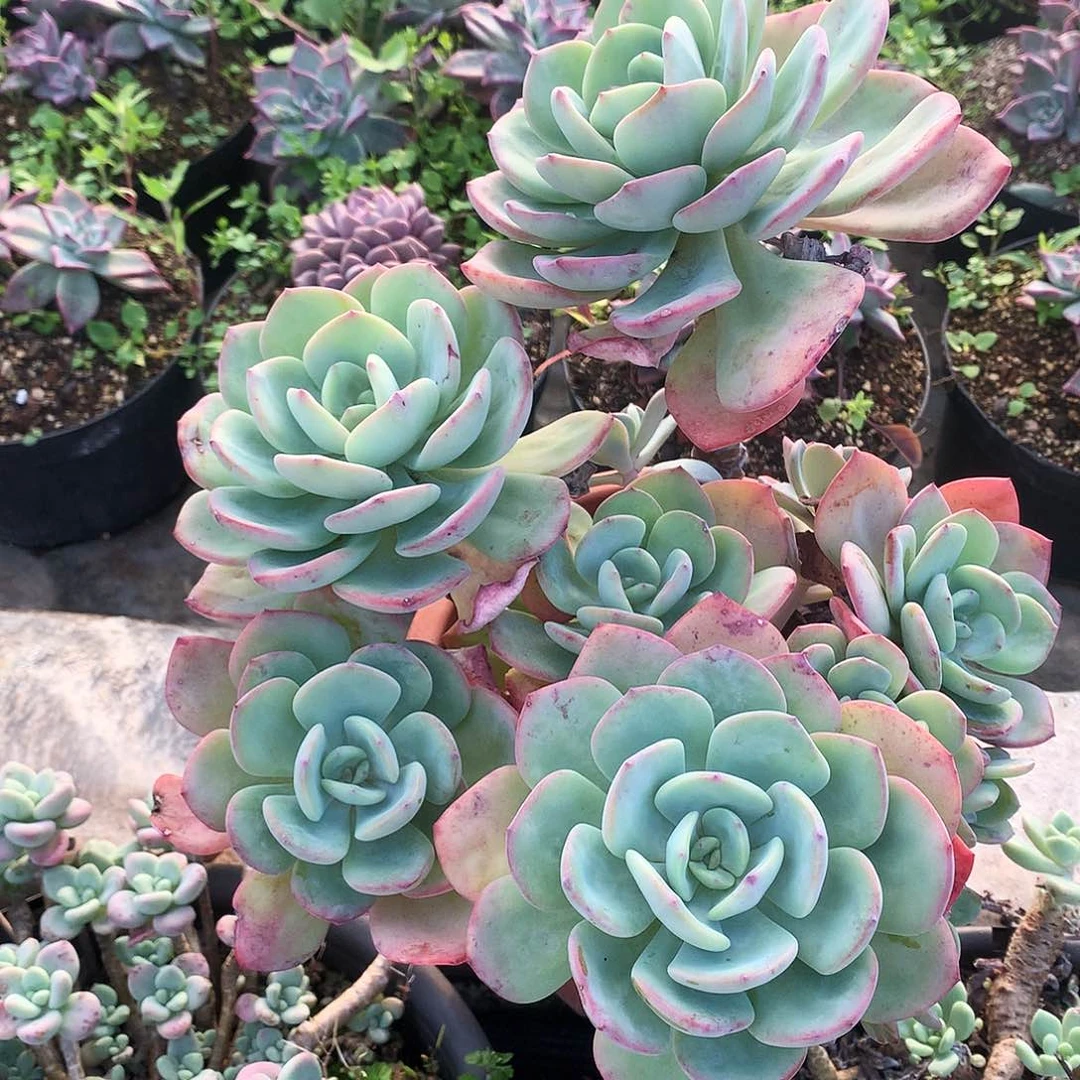 白月光一物一拍8.78
