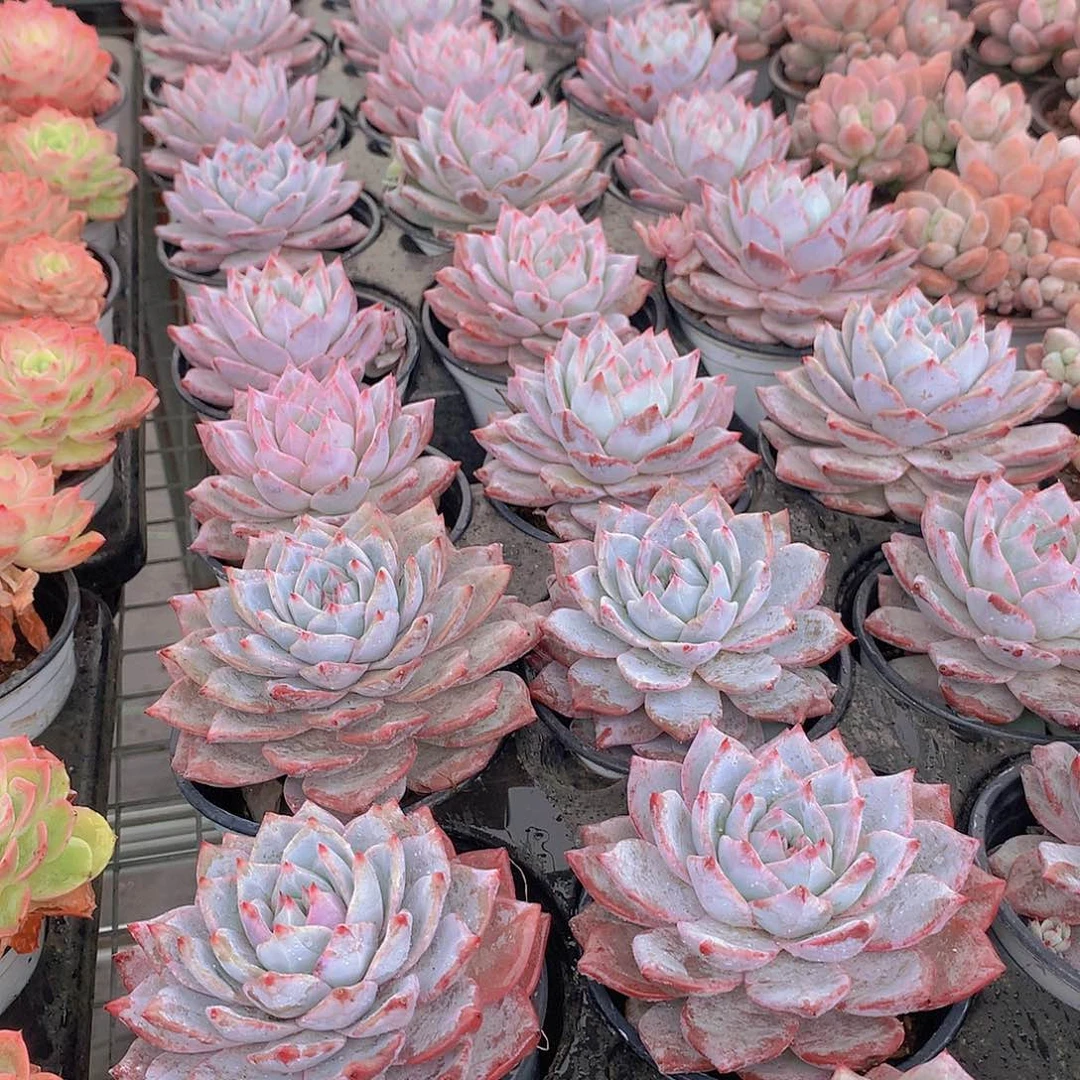 单头粉蓝鸟245778990000