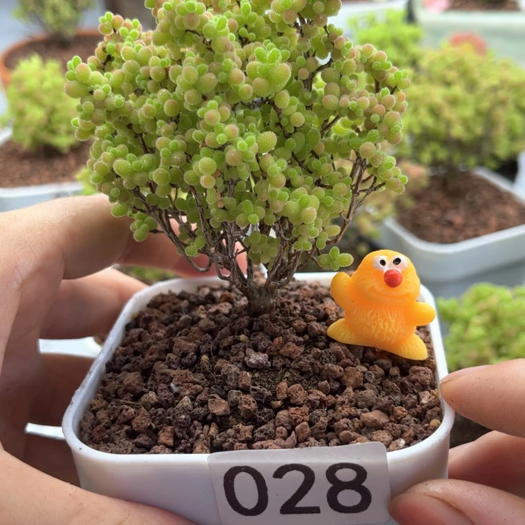无花朵028蜜桔可爱多肉植物