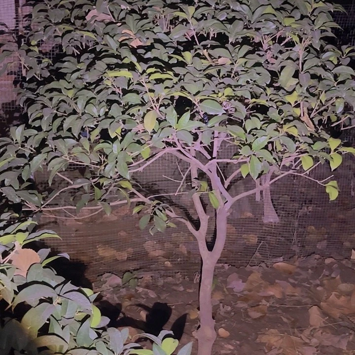 当前无花栽培后可以开花晚***醒
