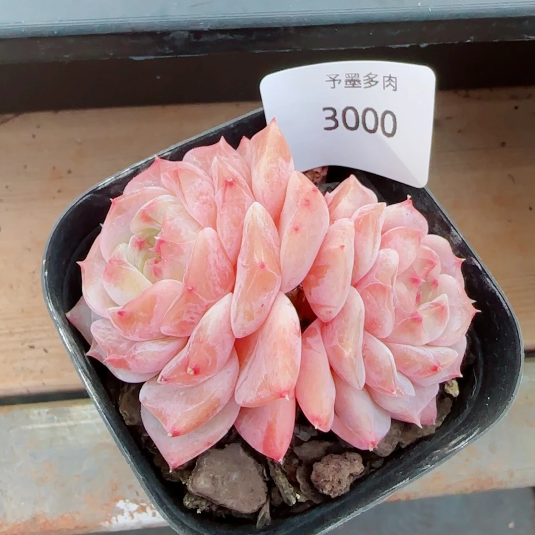 蔷薇，3000多肉植物