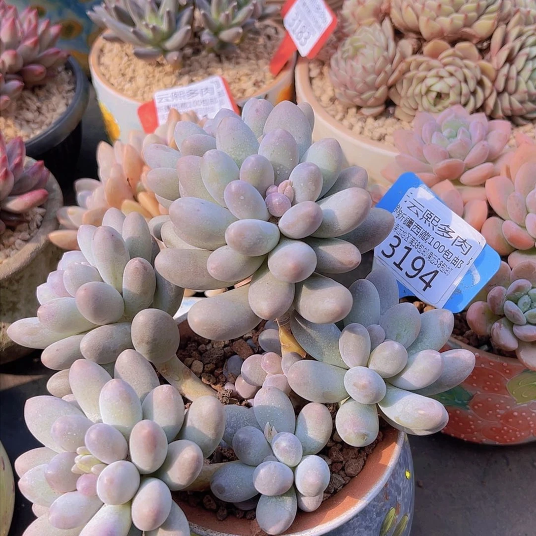 花****O3194汤圆。