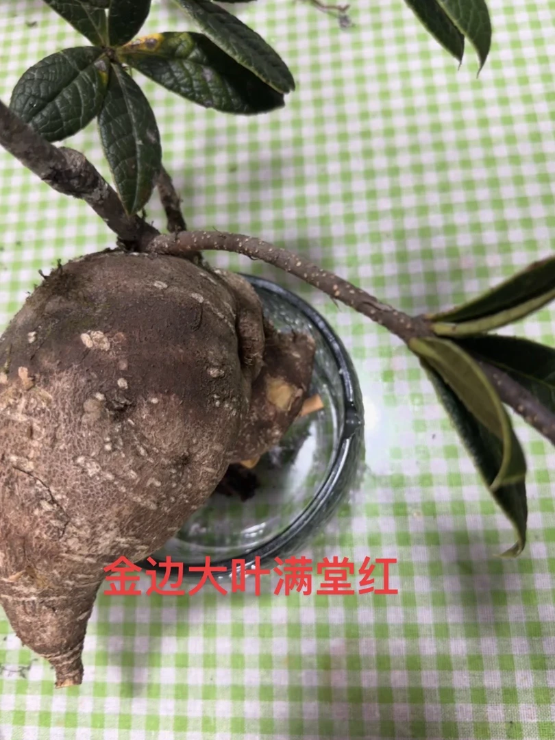 直播间一物一拍.大叶五翅莓盆栽植物独特香味适合室内摆放
