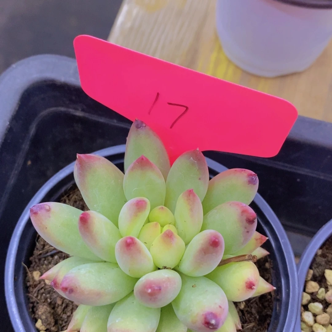 多肉植物，一物一拍，2单包邮