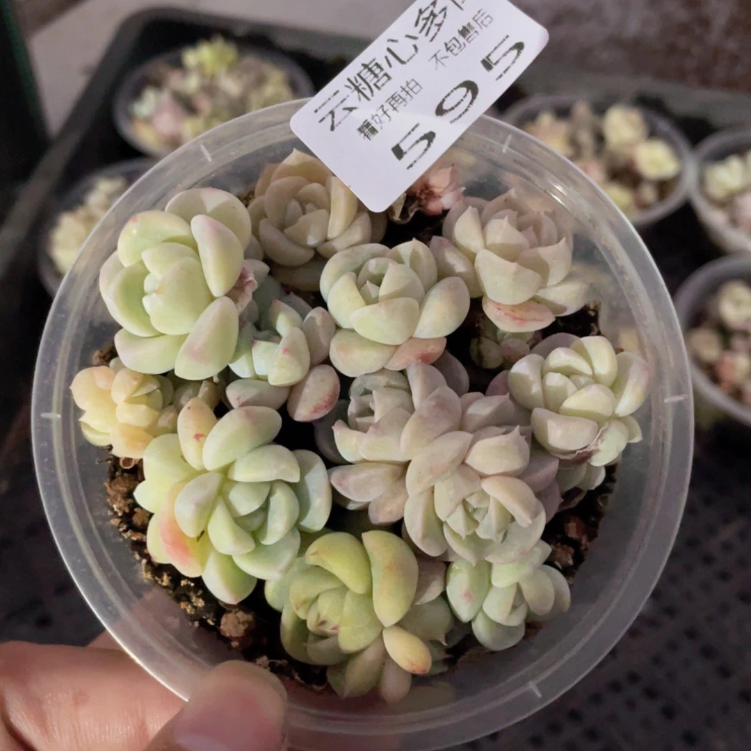 云糖心多肉植物595