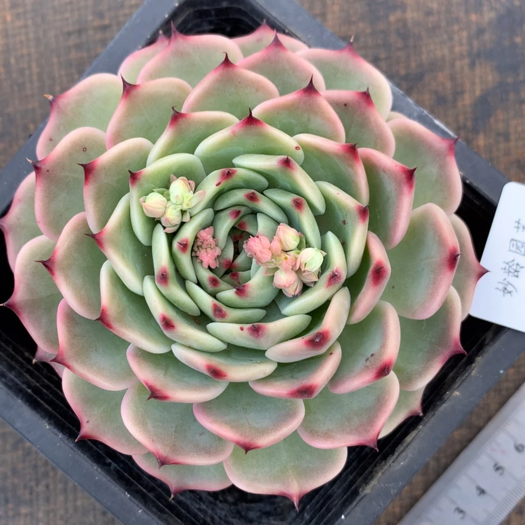 9080杂交多肉植物