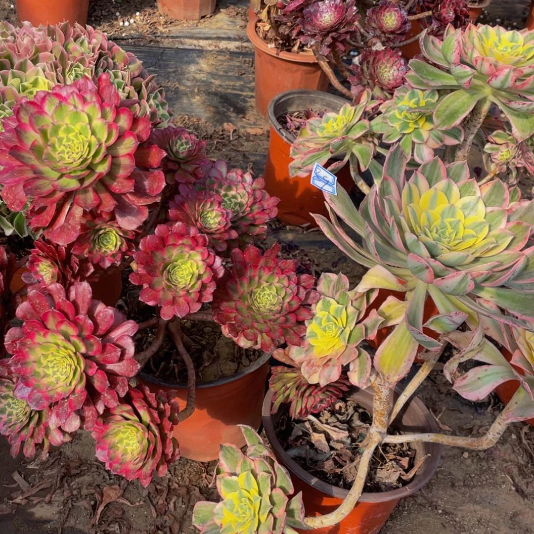 一对妖桩有疤39鲜花