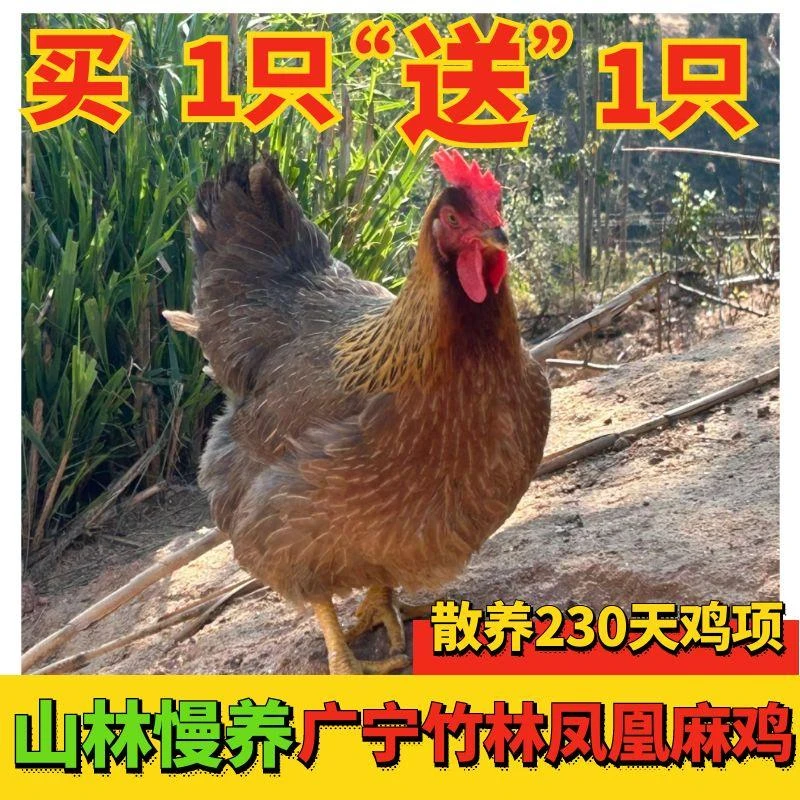 【手工现宰】广宁凤凰麻鸡 散养230天 单只装 毛重3.5-4斤净重2.5斤