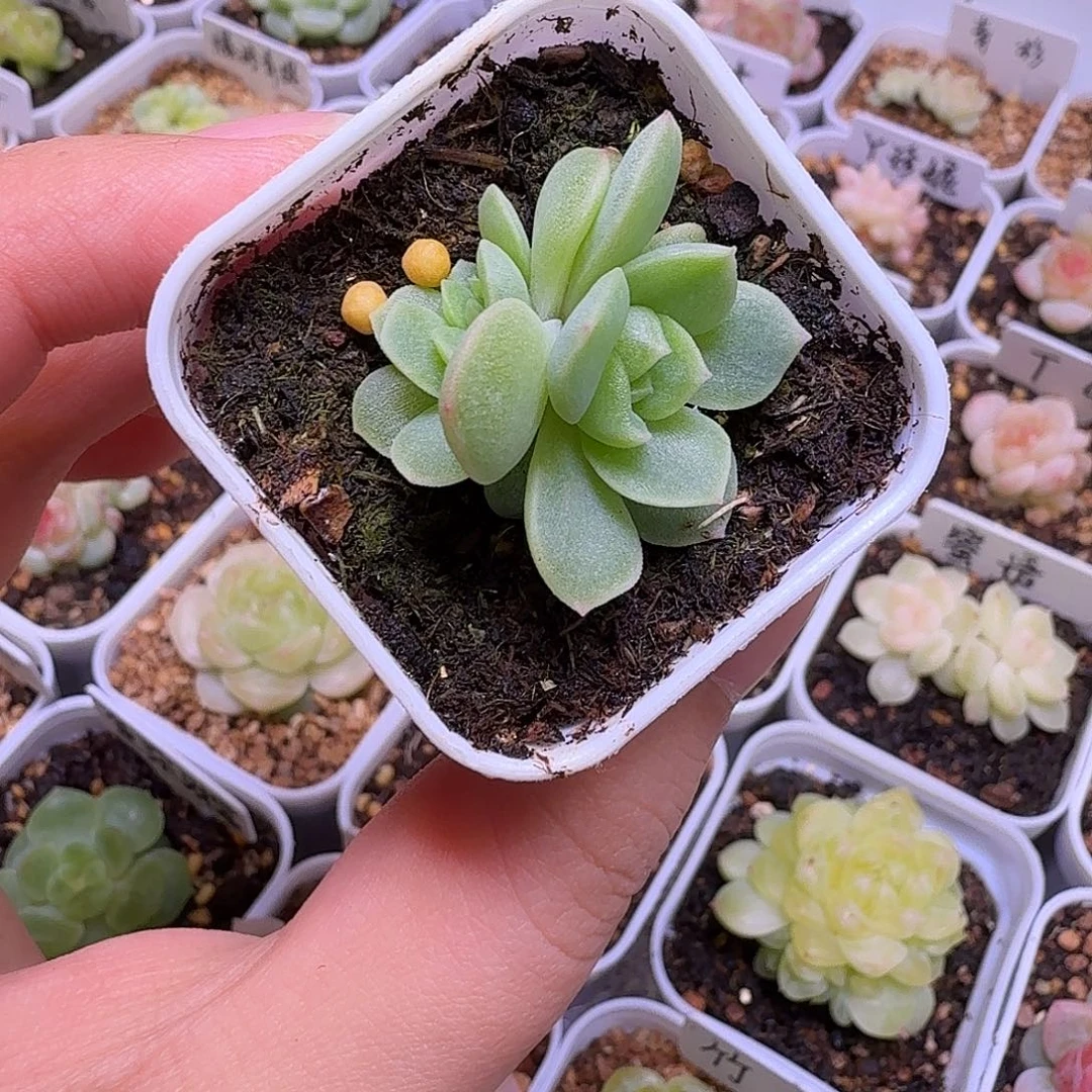 碧琉璃多肉一物一拍