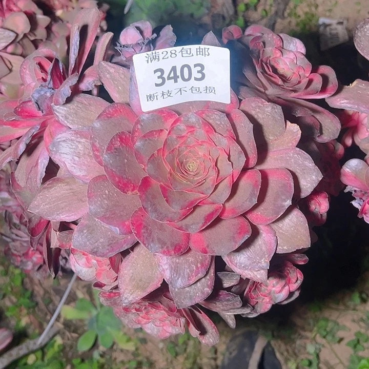 无花朵︶**豆3403无根纳福多肉植物