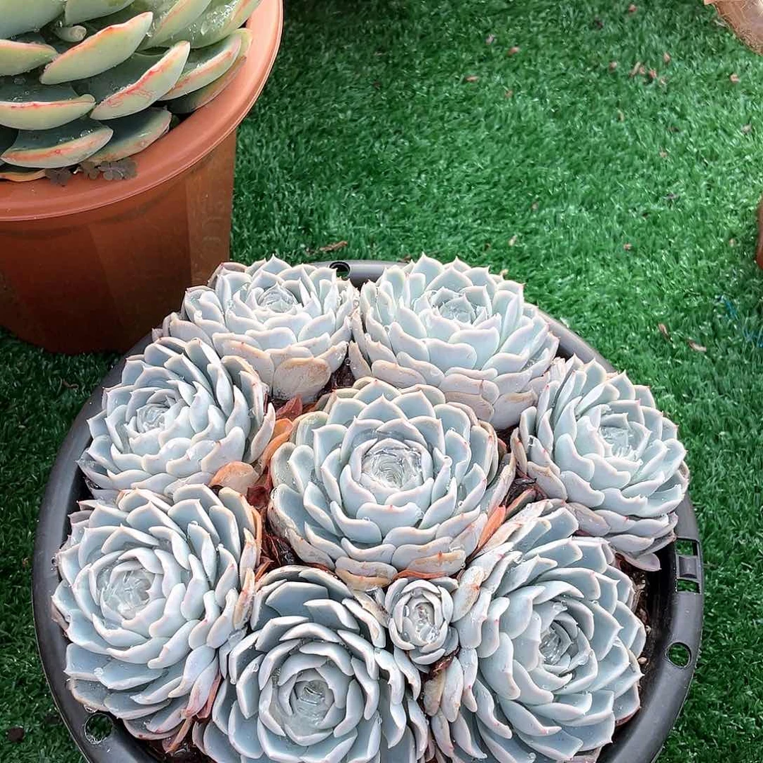 约瑟淋手捧25008