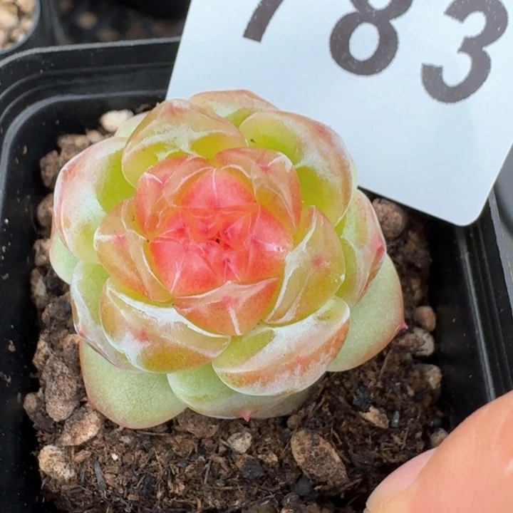 拿铁奶沫         多肉植物