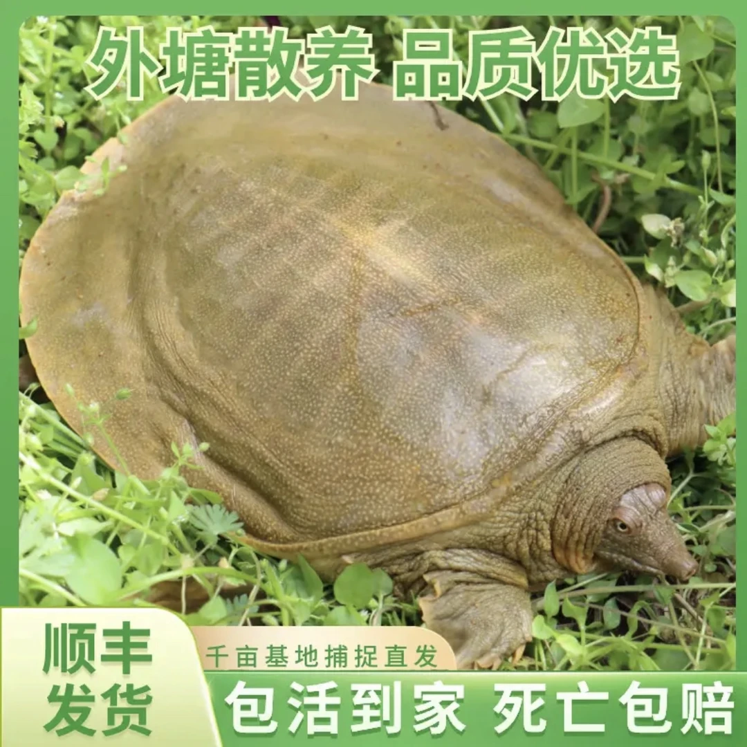 CZ(3只装)共6-7斤外塘青黄背甲鱼顺丰包邮到家甲鱼