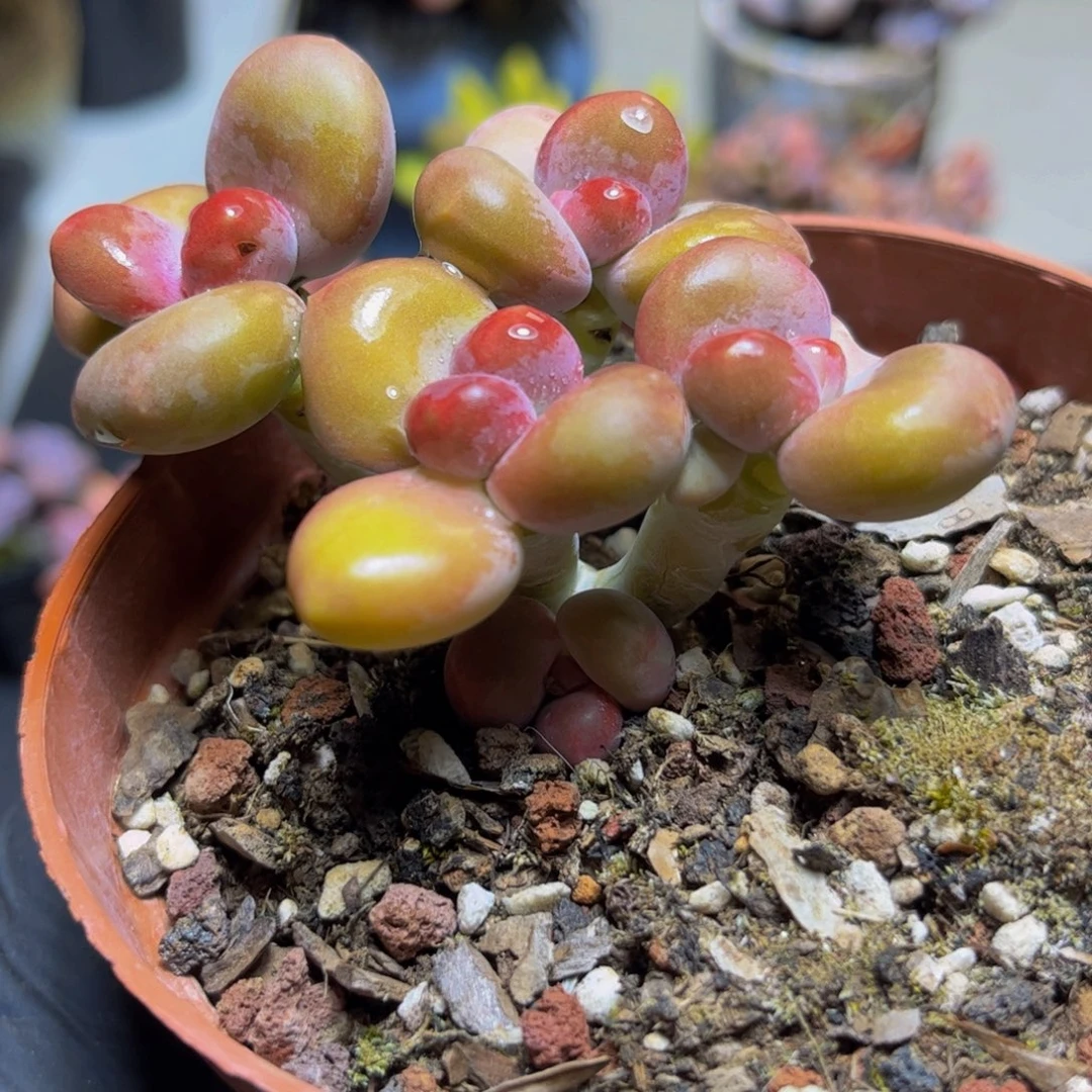 388芒果KK奶酪8厘米