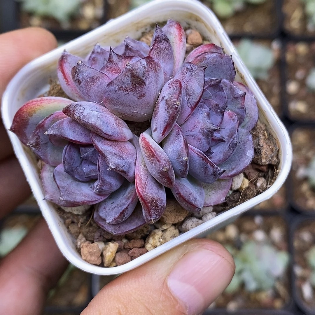 黑橙带运费满30减5元