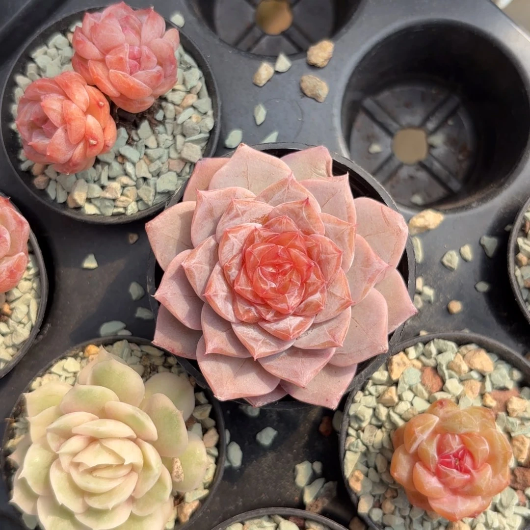 杂交糖心一物一拍