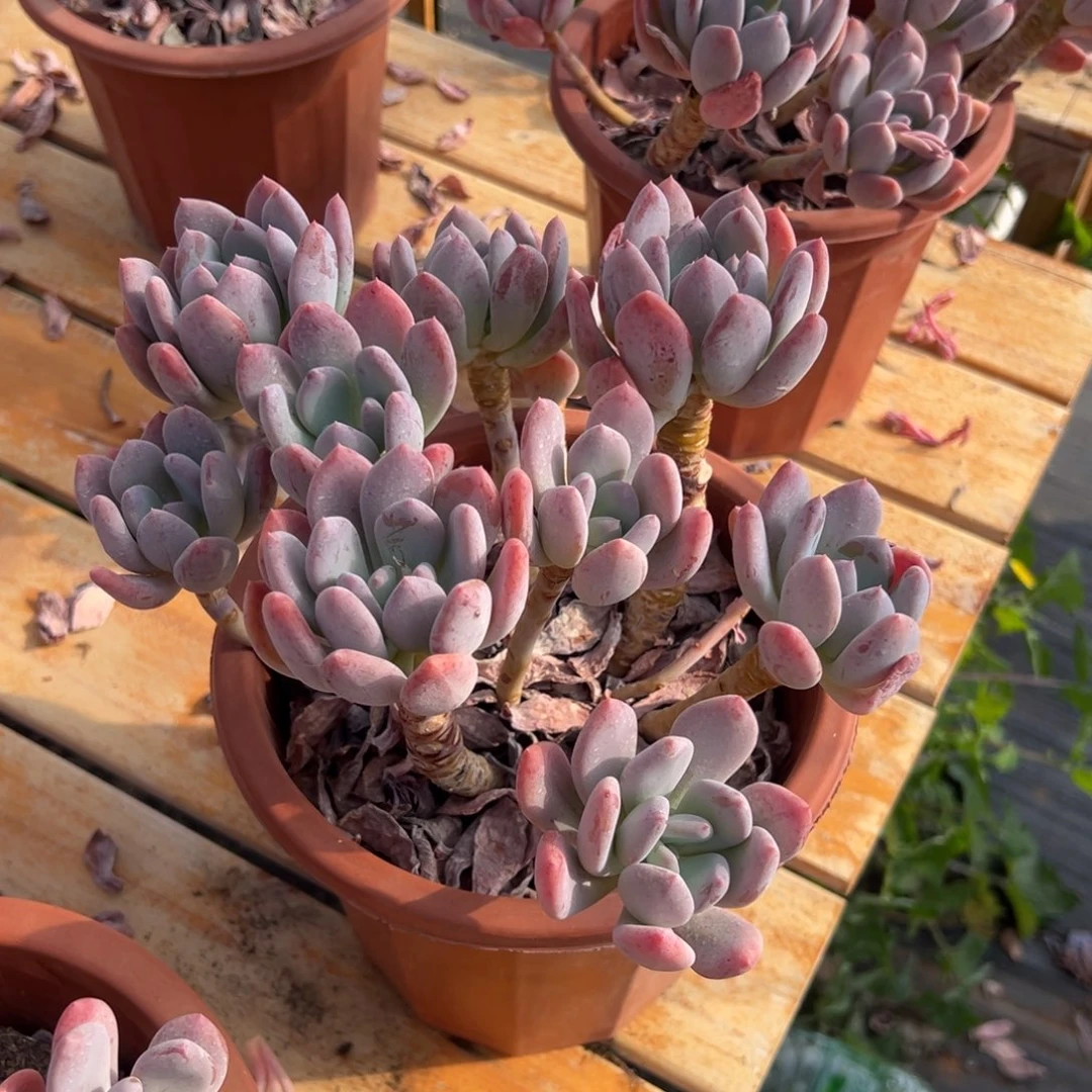 多肉灰姑娘【非偏远地区满18包邮】