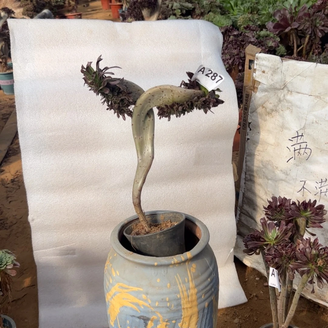 黑缀翅膀287满28包邮