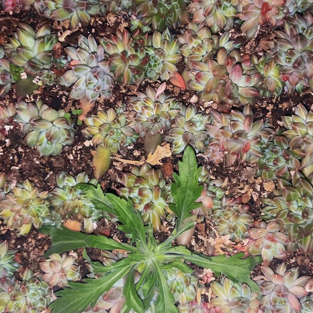 桔云多肉美人精品系列5颗