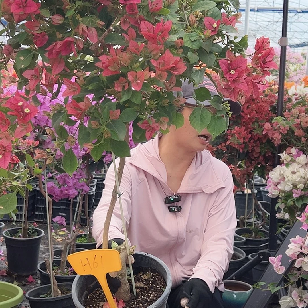 西***花大部分花苞少量开放H61伊莎贝拉酒红