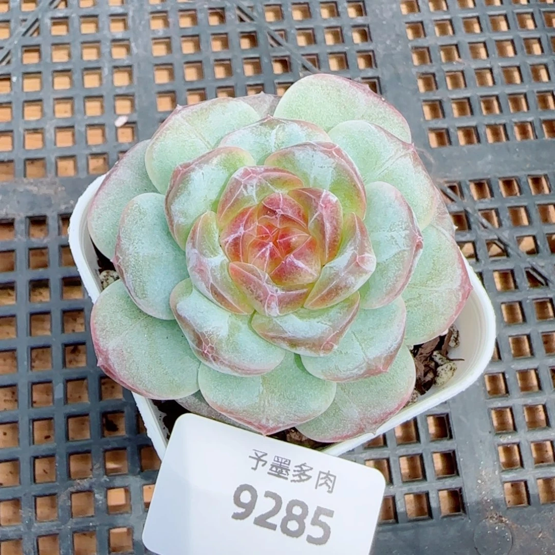 彩虹方糖，9285多肉植物