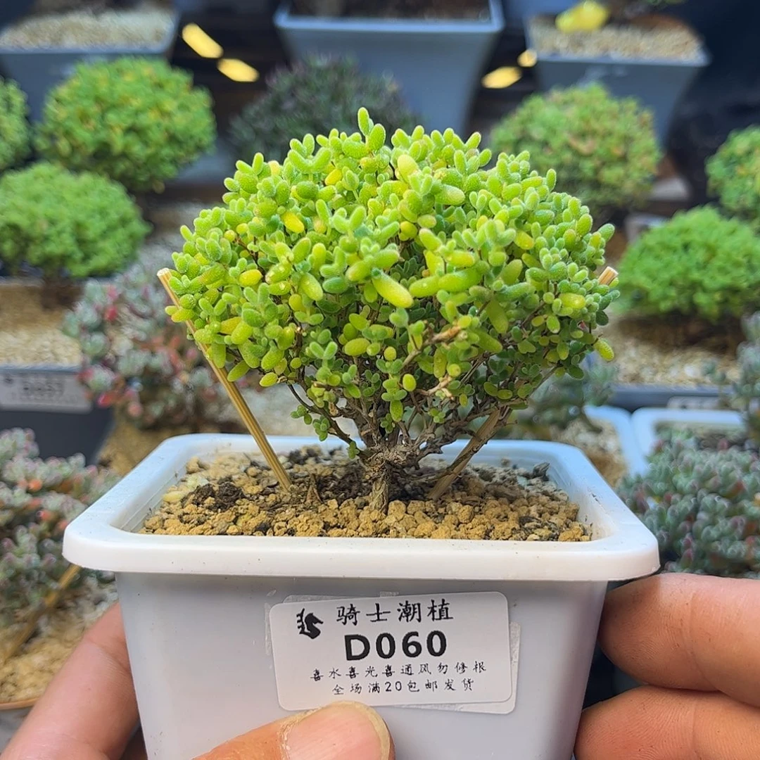 060蜜橘糖球枝干多肉