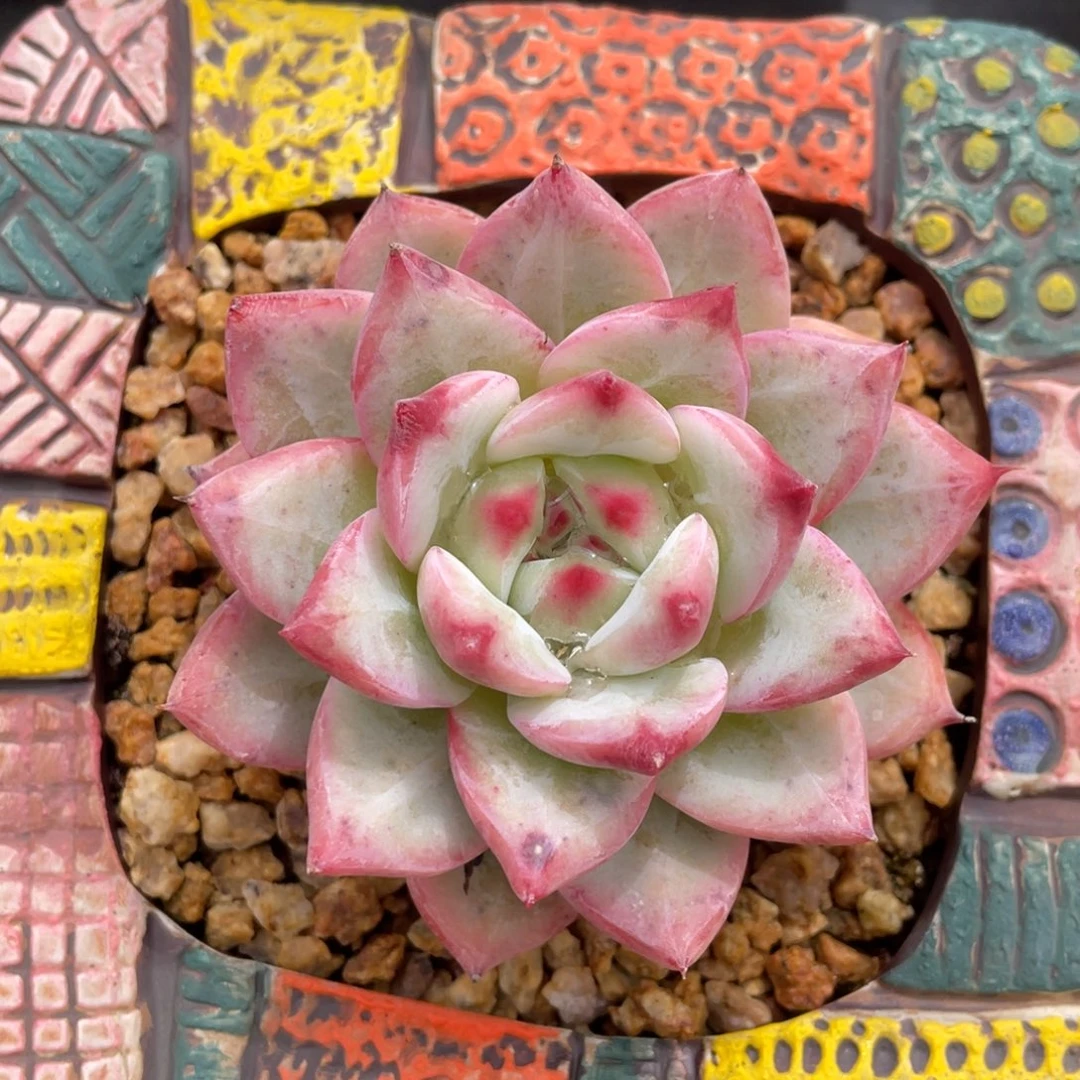 卡系列杂交单头卡