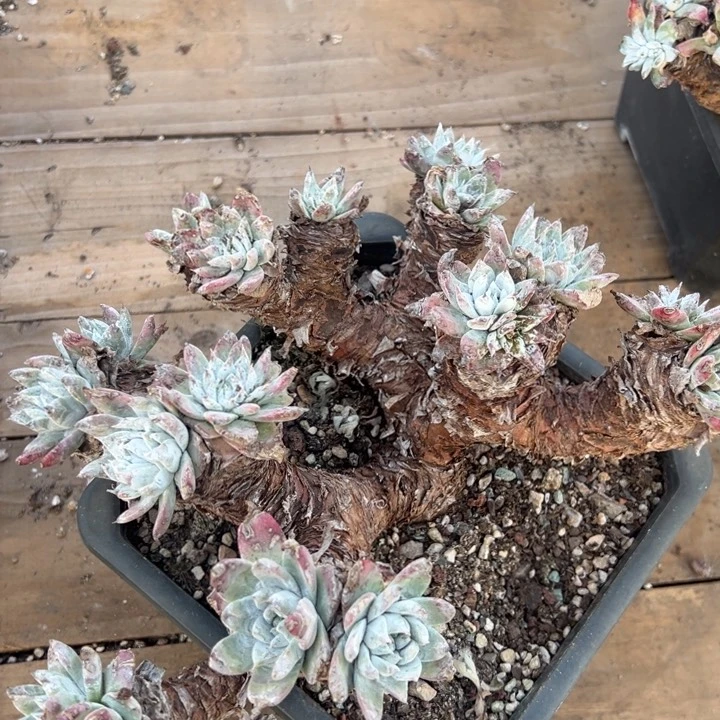 787白法哈哈哈哈哈哈