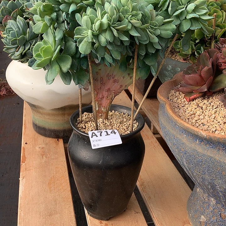 璐璐多肉一物一拍