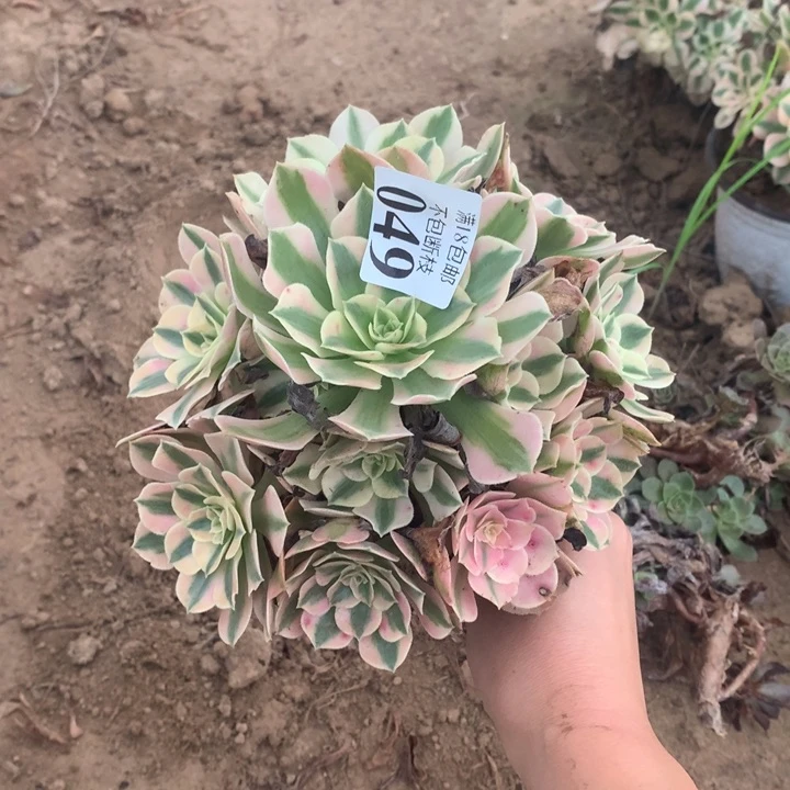 049粉女巫手捧4号