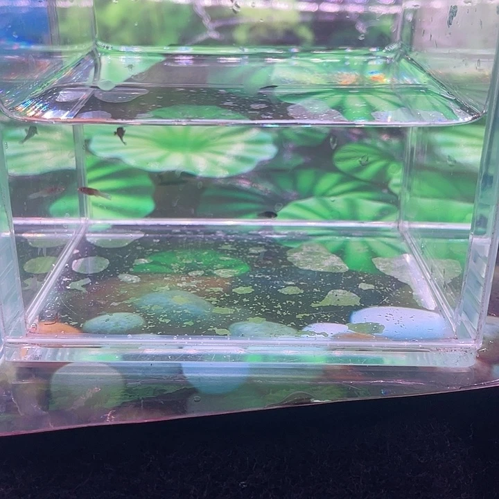 孔雀鱼泰系红头玛鱼苗