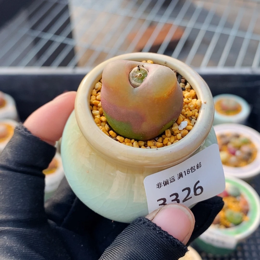 3326--一物一拍 带盆