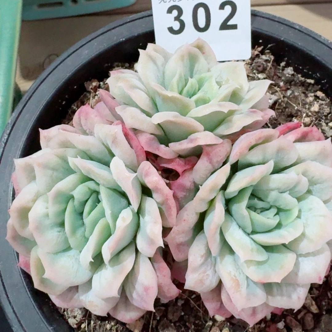 流*泡泡纱裙         精品多肉