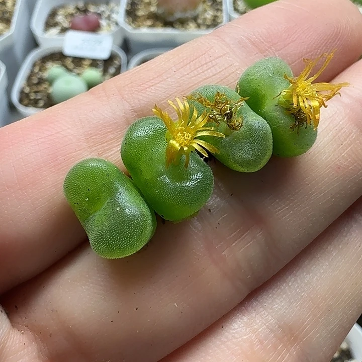 老马生石花水晶鞋2434