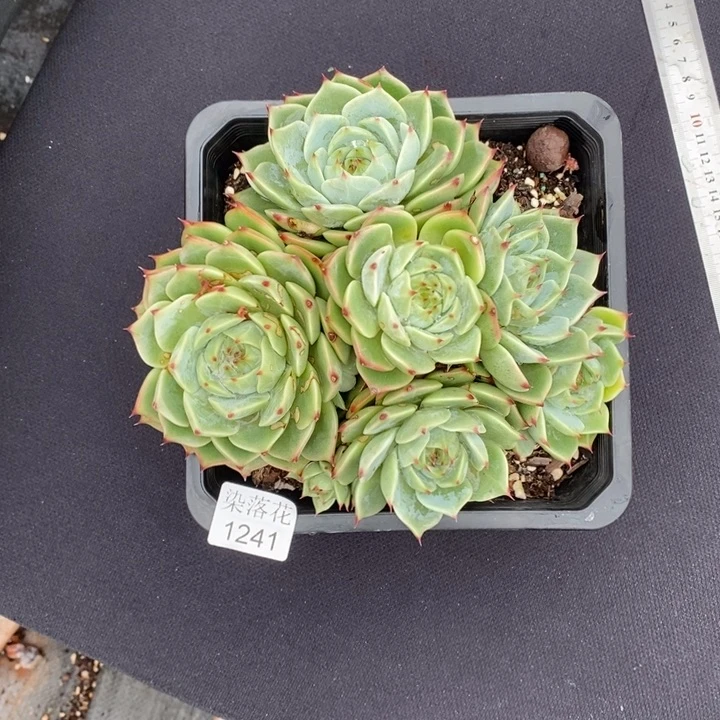 浪***精品多肉植物1241