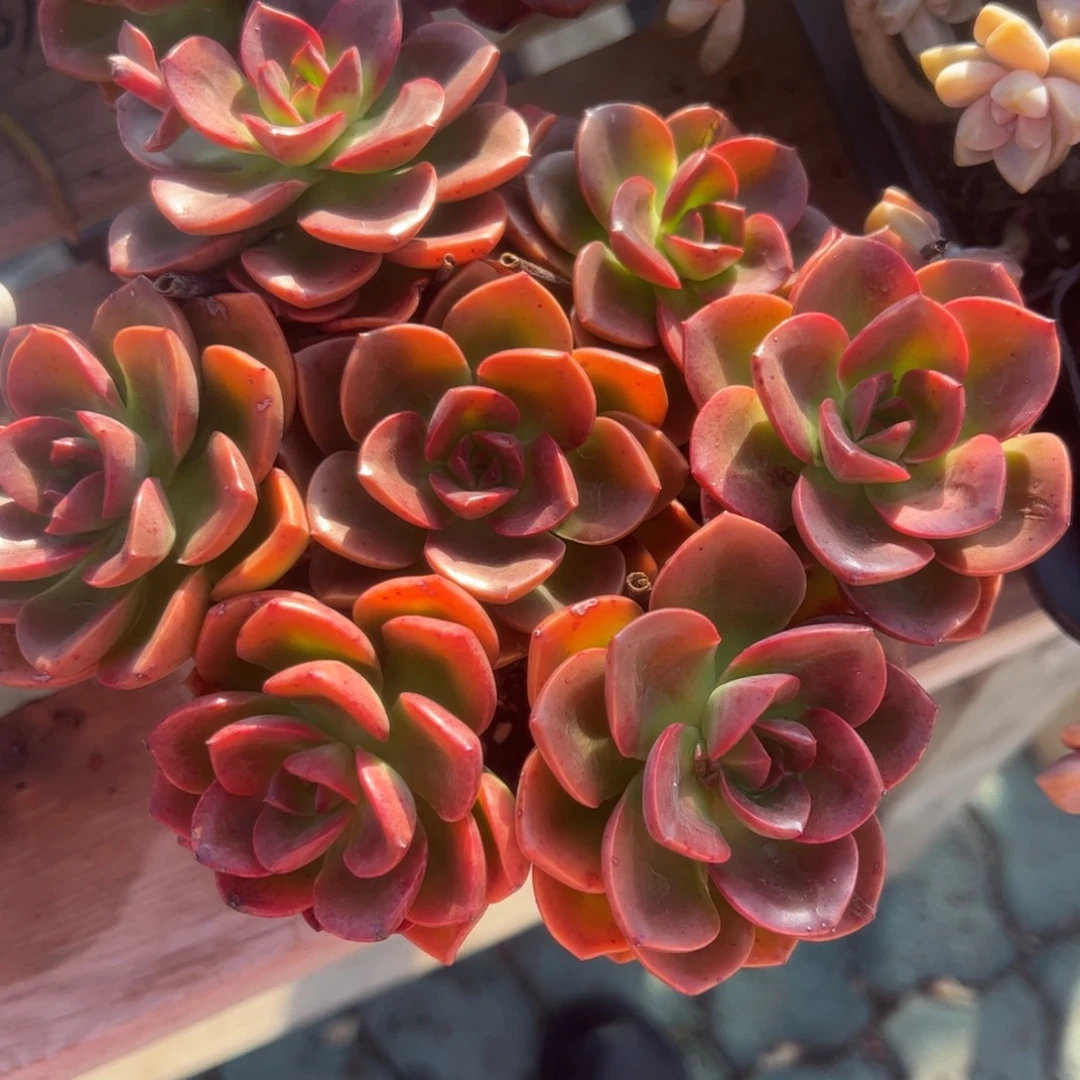 巧克力方砖多肉植物精品