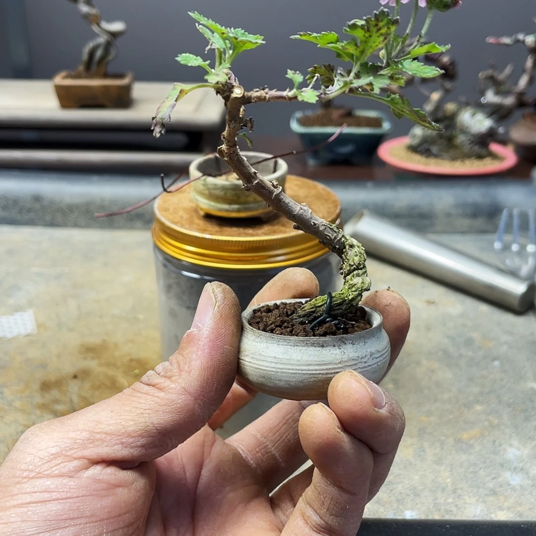广***师无花朵菊花花开富贵吉祥