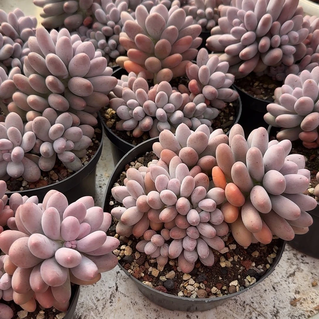 雪梨糍整无砍群生多肉