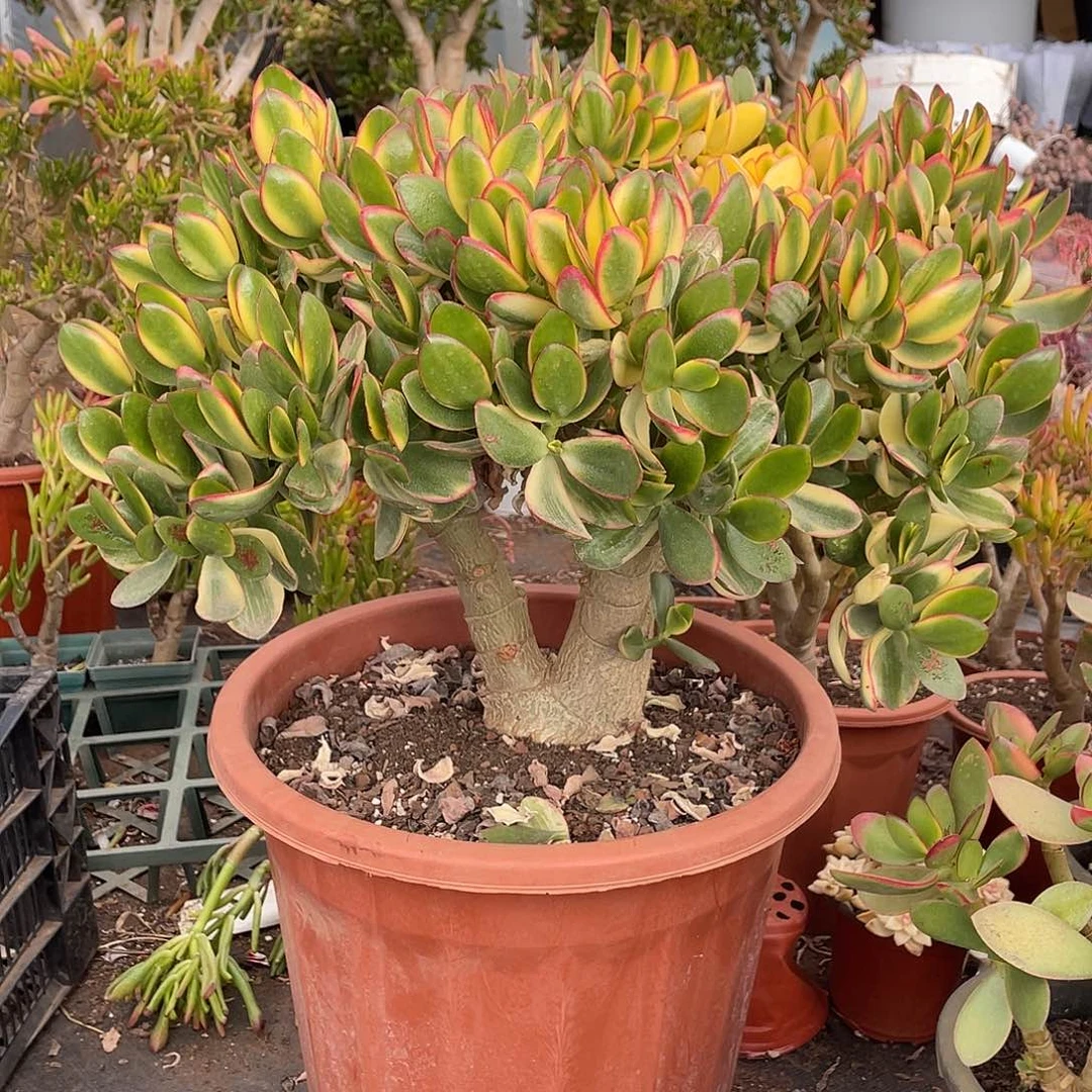 6年新花月锦带土球发货