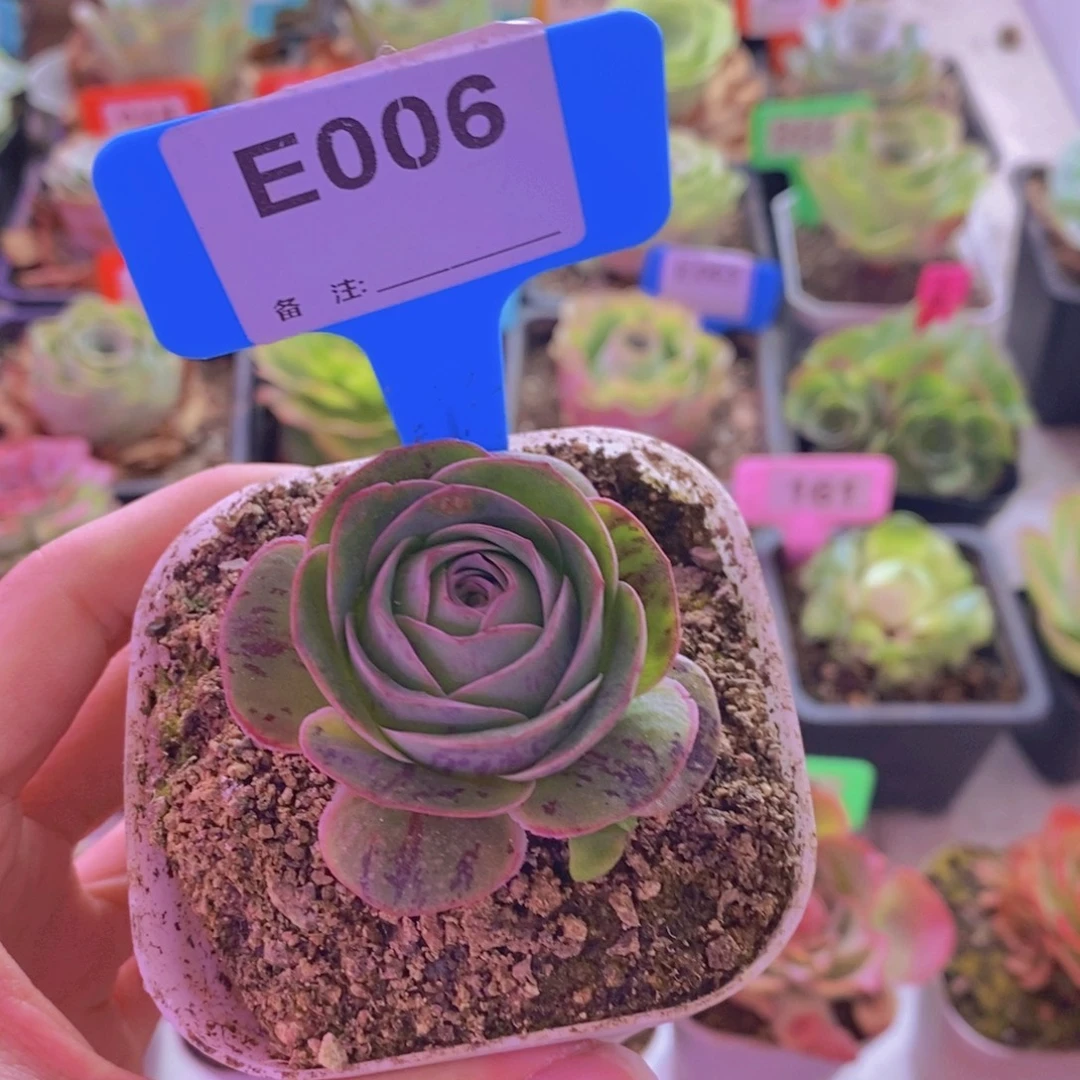 错***过山地玫瑰一物一拍006