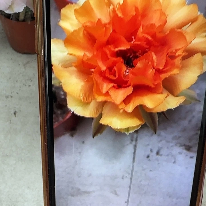 彩草橙花侧芽2.5公分左右