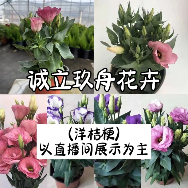 【洋桔梗】重瓣洋桔梗花苗盆栽带花苞四季开花多年生阳台花卉