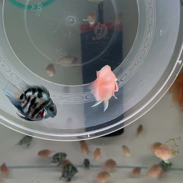 鹦鹉鱼微瑕胭脂粉一对包基因一赔三